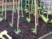 French Horticulture'bean ,Vegetable Seeds ! - Caribbean garden seed