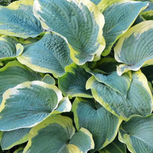 Frances Williams Hosta’(3 Bareroot Plant) Garden flowers,shade perennial - Caribbean garden seed