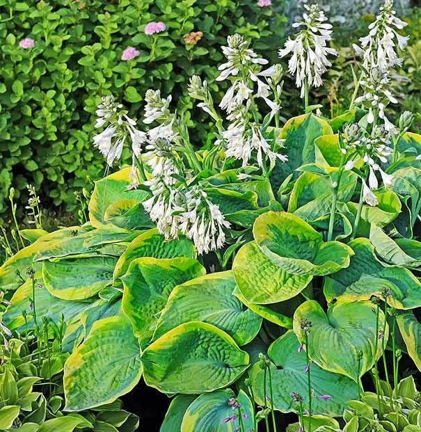 Frances Williams Hosta’(3 Bareroot Plant) Garden flowers,shade perennial - Caribbean garden seed