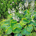 Frances Williams Hosta’(3 Bareroot Plant) Garden flowers,shade perennial - Caribbean garden seed
