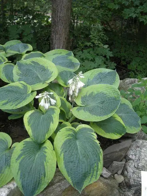 Frances Williams Hosta’(3 Bareroot Plant) Garden flowers,shade perennial - Caribbean garden seed