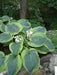 Frances Williams Hosta’(3 Bareroot Plant) Garden flowers,shade perennial - Caribbean garden seed
