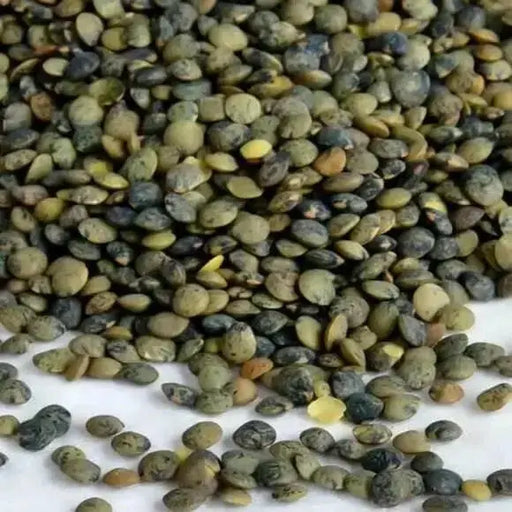 FRENCH GREEN Lentils Seeds (Lens esculenta) Heirloom - Caribbean garden seed