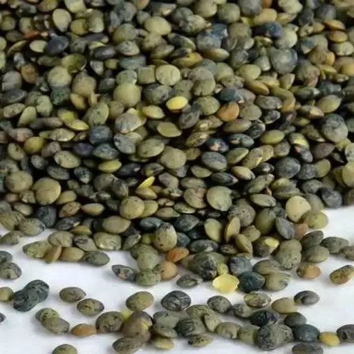 FRENCH GREEN Lentils Seeds (Lens esculenta) Heirloom - Caribbean garden seed
