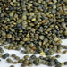 FRENCH GREEN Lentils Seeds (Lens esculenta) Heirloom - Caribbean garden seed