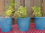 FRENCH GREEN Lentils Seeds (Lens esculenta) Heirloom - Caribbean garden seed