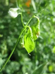 FRENCH GREEN Lentils Seeds (Lens esculenta) Heirloom - Caribbean garden seed