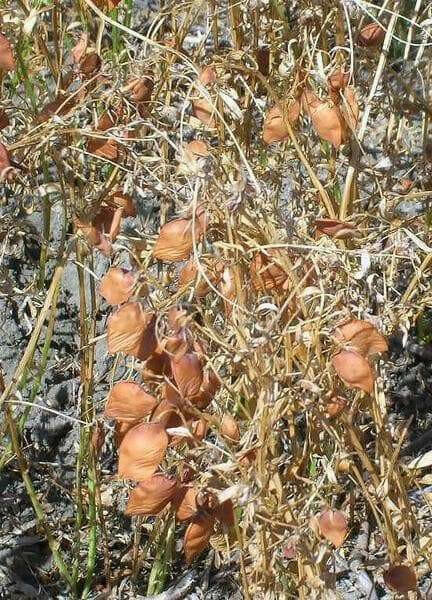 FRENCH GREEN Lentils Seeds (Lens esculenta) Heirloom - Caribbean garden seed