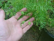FRENCH GREEN Lentils Seeds (Lens esculenta) Heirloom - Caribbean garden seed