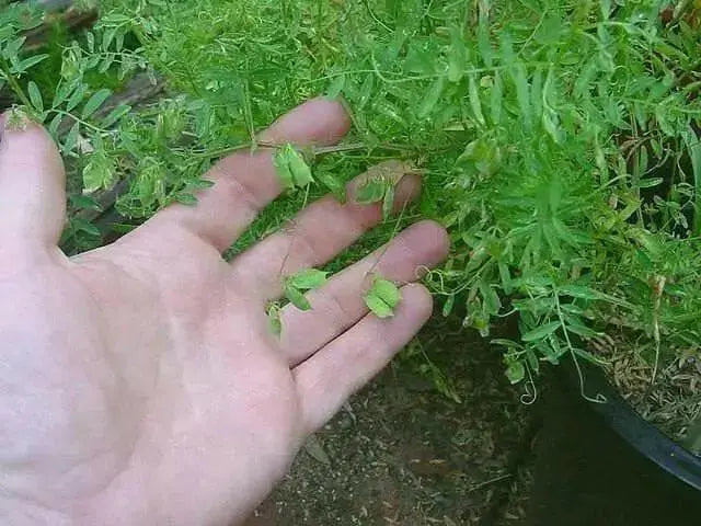 FRENCH GREEN Lentils Seeds (Lens esculenta) Heirloom - Caribbean garden seed