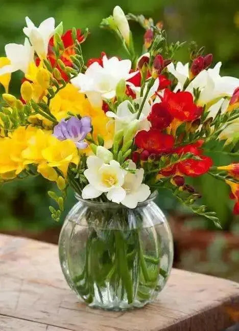 Freesia Bulbs-Double Mix (Fragrant)  Excellent cut flowers - Caribbean garden seed