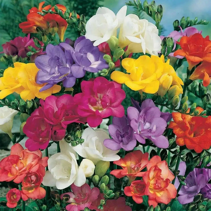 Freesia Bulbs-Double Mix (Fragrant)  Excellent cut flowers - Caribbean garden seed