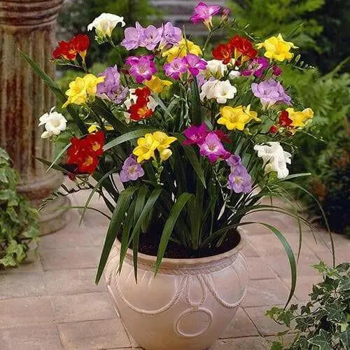 Freesia Bulbs-Double Mix (Fragrant)  Excellent cut flowers - Caribbean garden seed