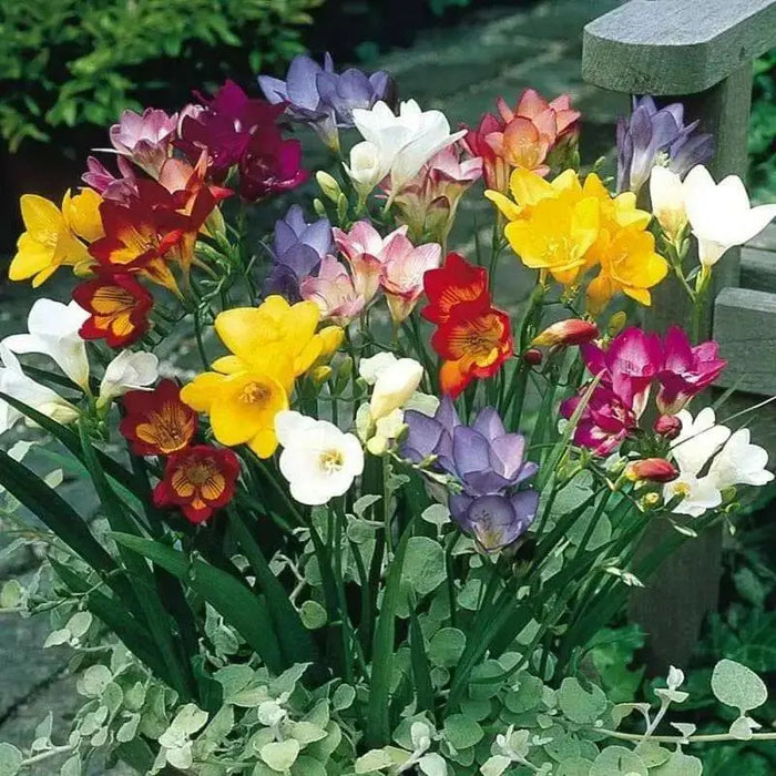 Freesia Bulbs-Double Mix (Fragrant)  Excellent cut flowers - Caribbean garden seed