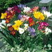 Freesia Bulbs-Double Mix (Fragrant)  Excellent cut flowers - Caribbean garden seed