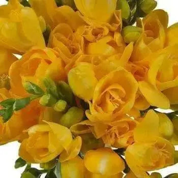 Freesia Bulbs-Double Yellow (Fragrant)  Excellent cut flowers - Caribbean garden seed