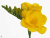 Freesia Bulbs-Double Yellow (Fragrant)  Excellent cut flowers - Caribbean garden seed