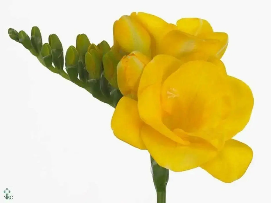 Freesia Bulbs-Double Yellow (Fragrant)  Excellent cut flowers - Caribbean garden seed