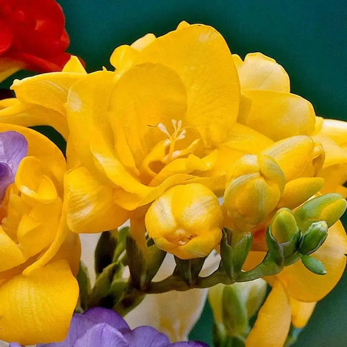 Freesia Bulbs-Double Yellow (Fragrant)  Excellent cut flowers - Caribbean garden seed