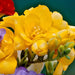 Freesia Bulbs-Double Yellow (Fragrant)  Excellent cut flowers - Caribbean garden seed