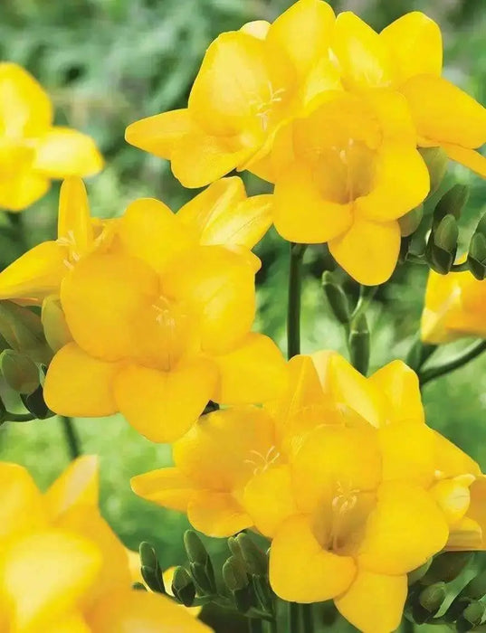 Freesia Bulbs-Double Yellow (Fragrant)  Excellent cut flowers - Caribbean garden seed