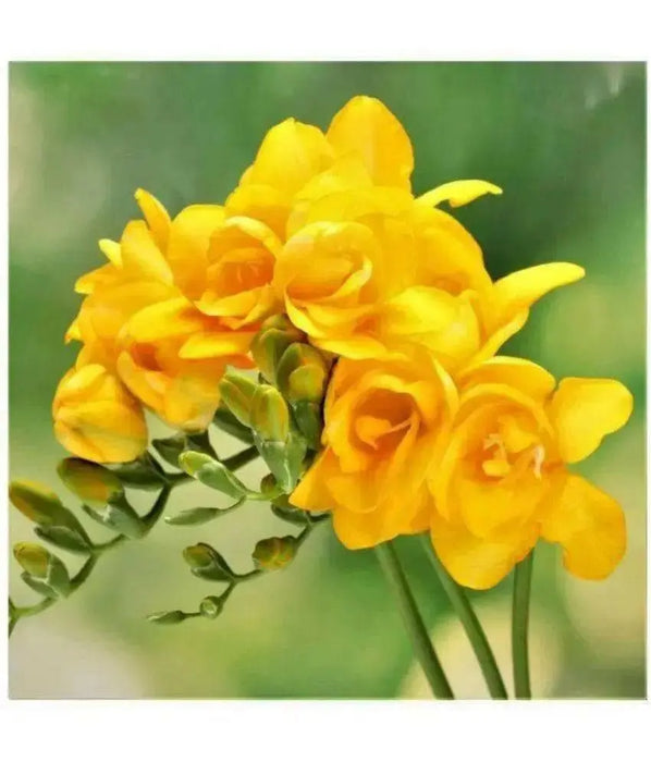 Freesia Bulbs-Double Yellow (Fragrant)  Excellent cut flowers - Caribbean garden seed