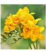 Freesia Bulbs-Double Yellow (Fragrant)  Excellent cut flowers - Caribbean garden seed