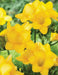 Freesia Bulbs-Double Yellow (Fragrant)  Excellent cut flowers - Caribbean garden seed