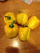 FRESH BELL PEPPER (FRESH PRODUCE) ORGANIC VEGETABLE - Caribbean garden seed