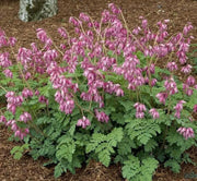 Fringed Bleeding Heart - PERENNIAL FLOWERS SEED - Caribbean garden seed