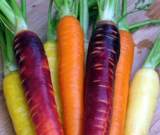 Fresh organic Rainbow carrot,Colorful, crunchy and very sweet! - Caribbean garden seed