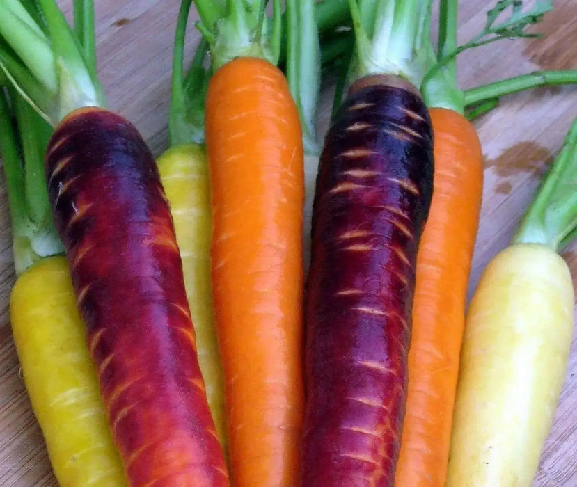 Fresh organic Rainbow carrot,Colorful, crunchy and very sweet! - Caribbean garden seed