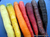 Fresh organic Rainbow carrot,Colorful, crunchy and very sweet! - Caribbean garden seed