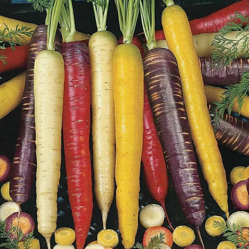 Fresh organic Rainbow carrot,Colorful, crunchy and very sweet! - Caribbean garden seed