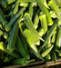 FRESH Indian OKRA ,Bhindi ,ASIAN Lady Fingers. - Caribbean garden seed