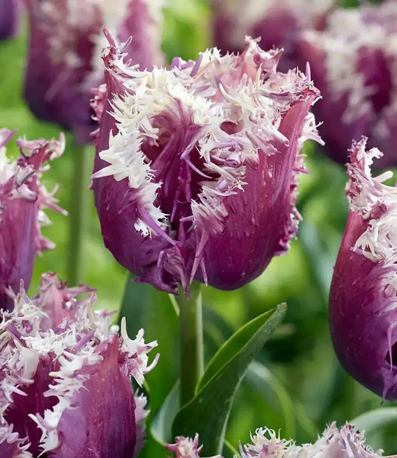 Fringed TULIP BULBS, Cummins - Caribbean garden seed