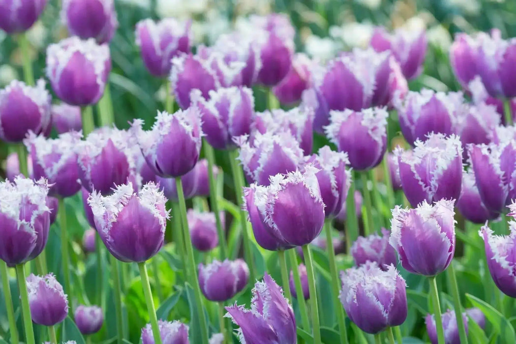 Fringed TULIP BULBS, Cummins - Caribbean garden seed