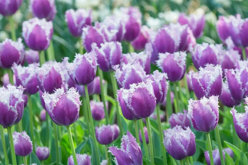 Fringed TULIP BULBS, Cummins - Caribbean garden seed