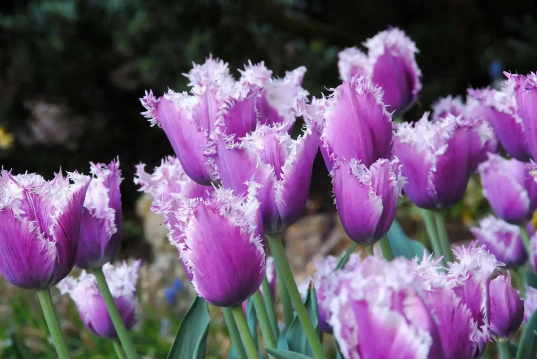 Fringed TULIP BULBS, Cummins - Caribbean garden seed