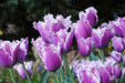 Fringed TULIP BULBS, Cummins - Caribbean garden seed