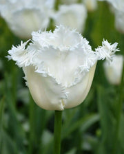 Fringed Tulips Daytona- Bulb Size 11/12 cm - Caribbean garden seed