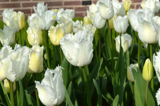 Fringed Tulips Daytona- Bulb Size 11/12 cm - Caribbean garden seed
