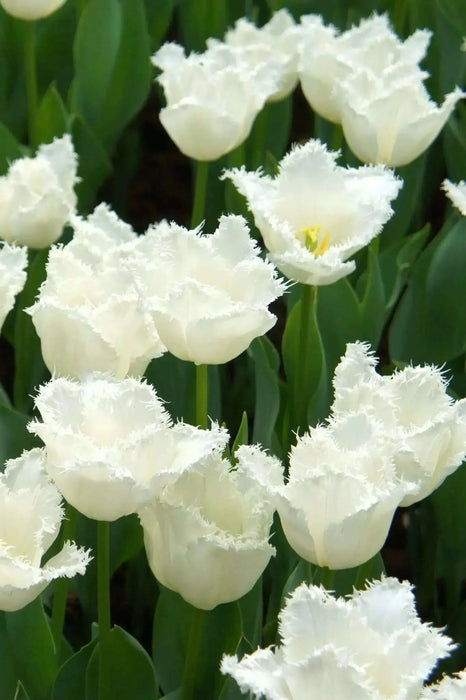 Fringed Tulips Daytona- Bulb Size 11/12 cm - Caribbean garden seed