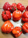 FRESH HABANERO  Pepper (Fresh Pods) CARIBBEAN PRODUCT - Caribbean garden seed