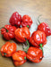 FRESH HABANERO  Pepper (Fresh Pods) CARIBBEAN PRODUCT - Caribbean garden seed