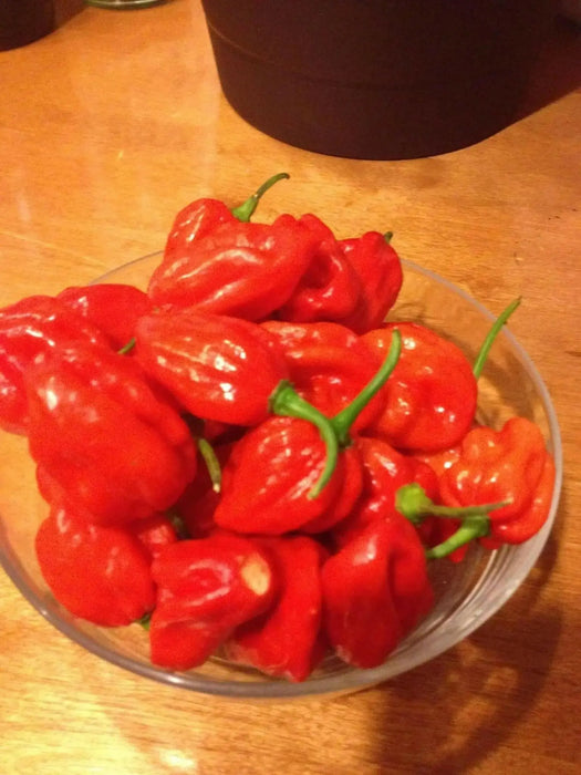 FRESH HABANERO  Pepper (Fresh Pods) CARIBBEAN PRODUCT - Caribbean garden seed
