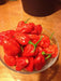 FRESH HABANERO  Pepper (Fresh Pods) CARIBBEAN PRODUCT - Caribbean garden seed