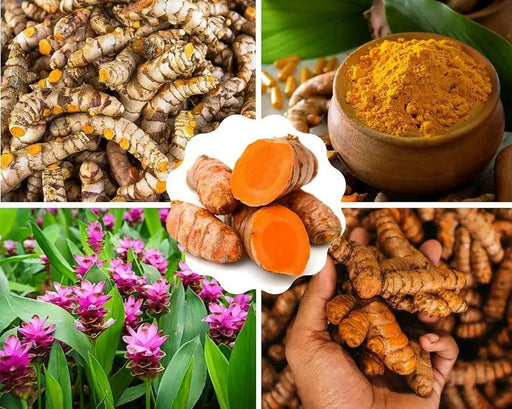 FRESH ORGANIC TURMERIC ROOT, MUST HAVE FOR CURRIES - Caribbean garden seed