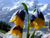 Fritillaria michailovskyi Bulbs, Purple,Yellow flowers - Caribbean garden seed
