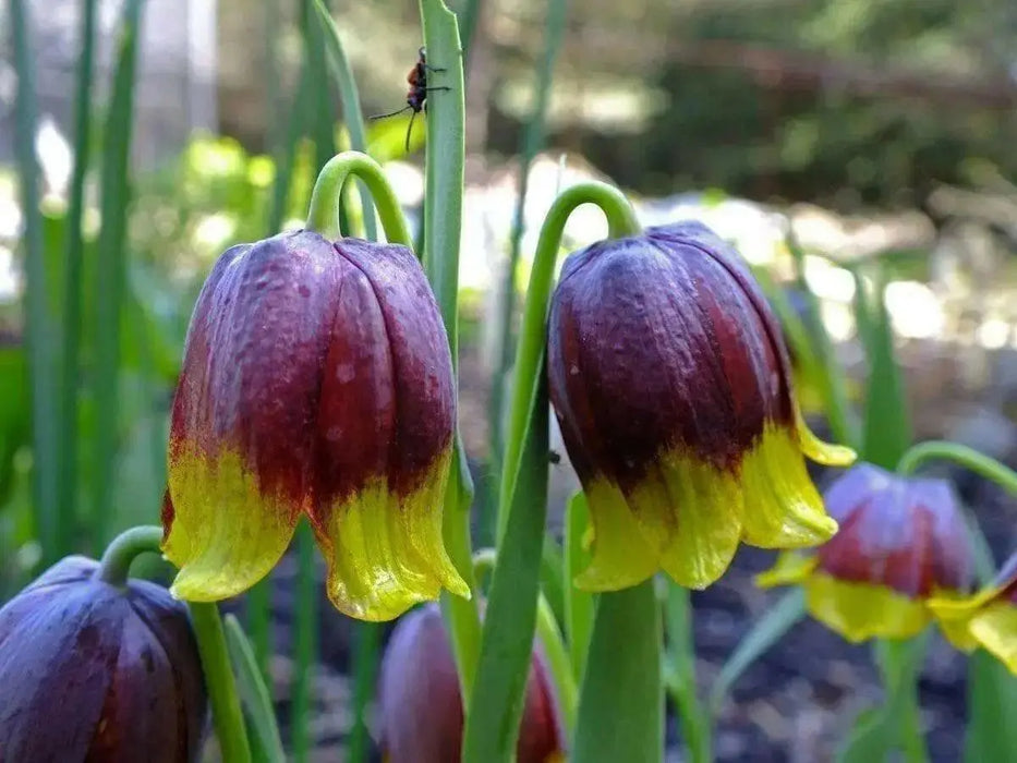 Fritillaria michailovskyi Bulbs, Purple,Yellow flowers - Caribbean garden seed